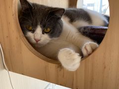 -Catmate·猫肥家润(金润铂宫店)