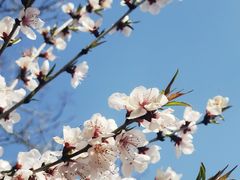 -北京凤凰岭