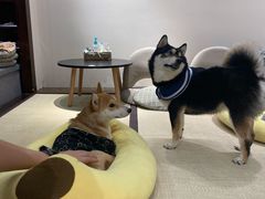 -逗柴咖啡屋·狗咖猫咖宠物桌游