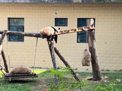 -石家庄市动物园