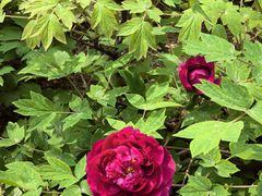 -木塔寺遗址生态公园