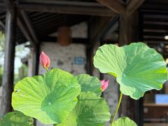 -巡塘古镇