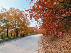 -北京西山国家森林公园