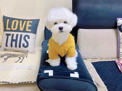 -萌宠之家·腊肠犬·马尔泰·小体犬舍