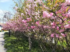 -金鸡湖桃花岛