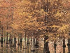 -白鹭湾湿地公园