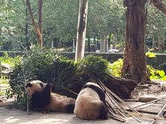 -都江堰中华大熊猫苑