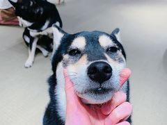 -逗柴咖啡屋·狗咖猫咖宠物桌游