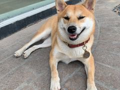 -柴犬高等学院·狗咖·柴犬售卖·宠物训练