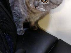 -芭比堂宠物医院·全科爱猫医院·仁德分院