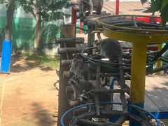 -西霞口神雕山野生动物世界