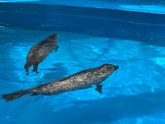 -海合安成都极地海洋公园
