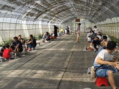 -前小桔亲子创意农场·草莓采摘·露营烧烤