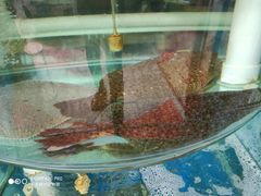 -东来菜馆•手抓海鲜家常菜•海鲜锅贴(鸽子窝店)
