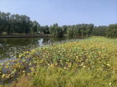 -白渔泡湿地公园