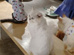 -more than meow吴止猫主题餐厅(承德 中船汇店)