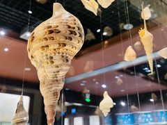 -青岛贝壳博物馆