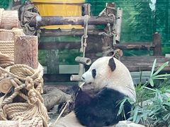 -灵玲国际马戏城