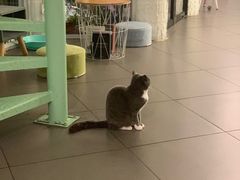 -有猫主题·治愈系猫咖(曾厝垵店)