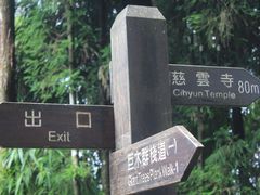 -阿里山神木遗迹