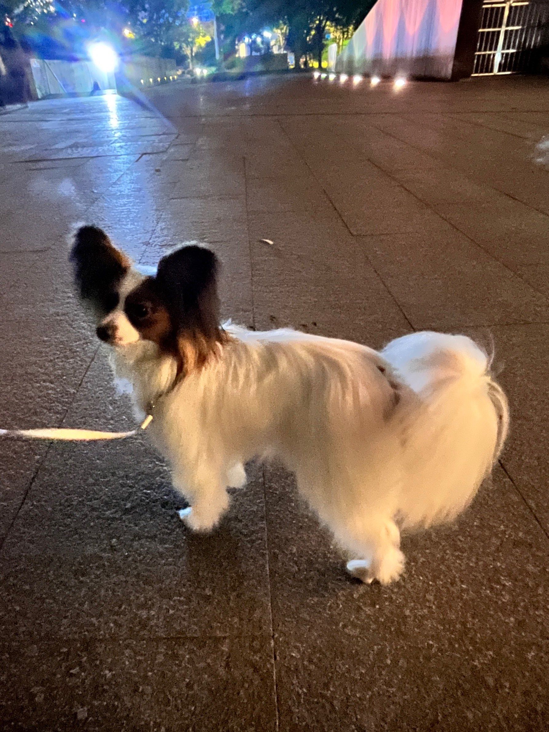 交换一张你拍的小动物 | 蝴蝶犬软软