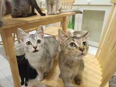 -楼上猫咖(罗湖店)