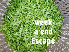 新鲜的龙井茶叶-龙井村