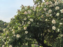 -都江堰玫瑰花溪谷