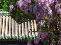 -北京国子监胡同