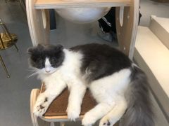 -飞行喵MR PILOT|猫舍·猫咖(静安大融城店)