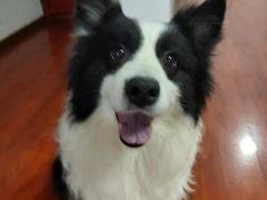 -博特宠物医院24h犬猫全科.骨科·异宠