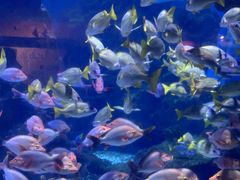 -海合安武汉极地海洋公园