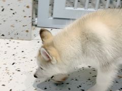 -Husky Go!哈士奇体验馆·宠物咖啡厅狗咖