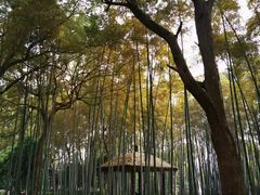 -西湖风景区十里琅珰-五云山