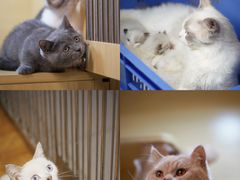 -猫宠乐园·专业洗护