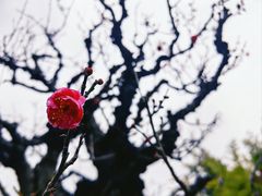 -杭州植物园