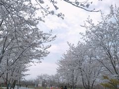 -天王浮山樱花园