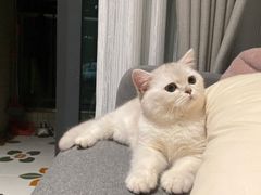 -lincat·猫舍(广州店)