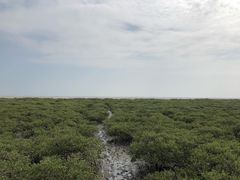 -北海金海湾红树林生态旅游区