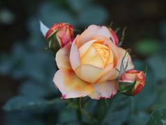 -人民公园(罗湖区)