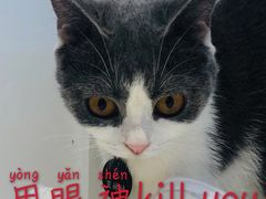 -啵啵喵·猫咖(攀华国际店)