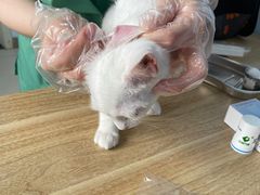 -派美特宠物医院·核磁CT·骨科肿瘤·疑难转诊(沈农禾丰店)