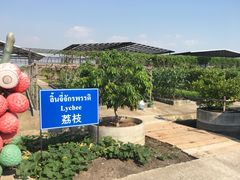 -东芭乐园