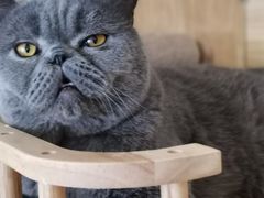 -平行世界·猫咖(首经贸店)
