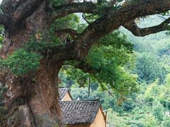-杨家堂村