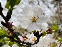 -高东镇樱花园