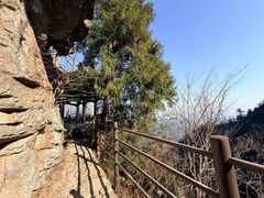 -天目山大树王景区