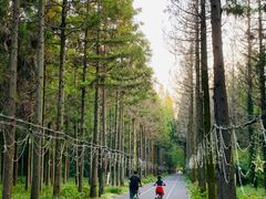 -东平国家森林公园