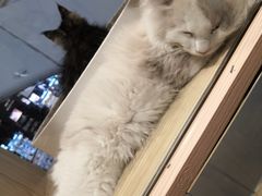 -屋虎猫馆(宝安大仟里店)
