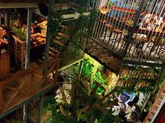 -Rainforest